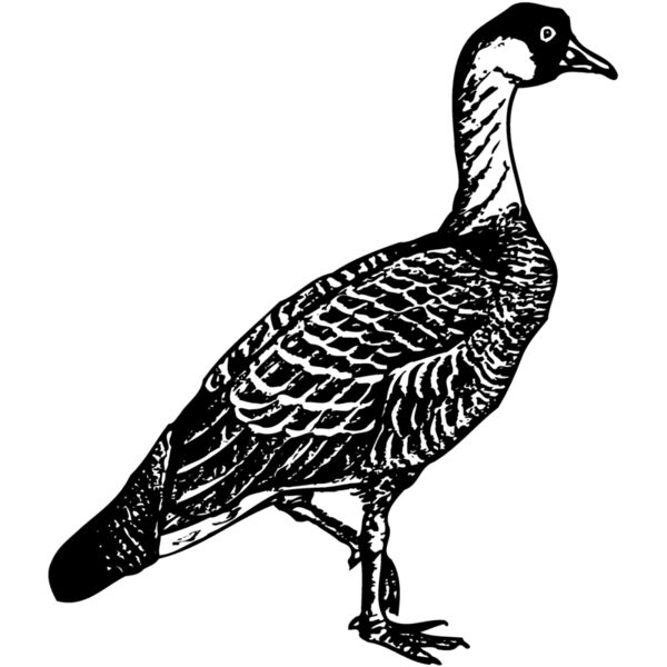 BIRD107 Thumbnail