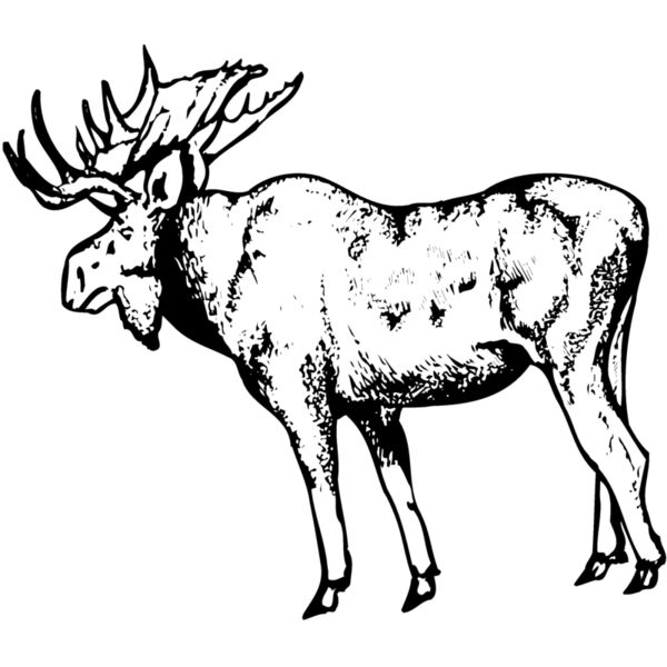 MOOSE002 Thumbnail